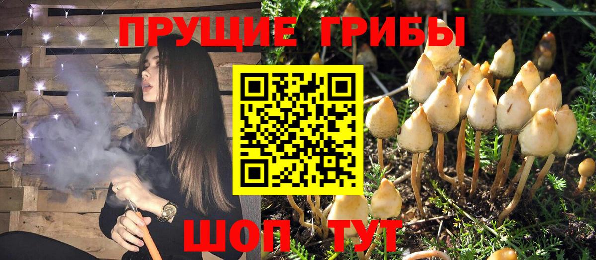 Псилоцибиновые грибы MAGIC MUSHROOMS  Вход с VPN  Псилоцибиновые грибы Magic Shrooms  Морозовск 